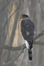 Cooper hawk in hunting mode Royalty Free Stock Photo