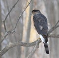 Cooper hawk in hunting mode Royalty Free Stock Photo