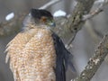 Cooper hawk in hunting mode Royalty Free Stock Photo