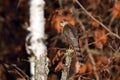 Cooper hawk perched on a dead tree along the edge of the forest Royalty Free Stock Photo
