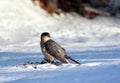 Cooper hawk with recent catch Royalty Free Stock Photo