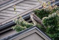 Cooper hawk on roof Royalty Free Stock Photo