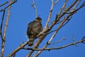 Cooper hawk perched on a dead tree along the edge of the forest Royalty Free Stock Photo