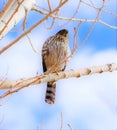 The Cooper Hawk sitting in a tree. Royalty Free Stock Photo