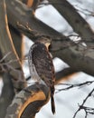 Cooper's Hawk Royalty Free Stock Photo