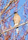 Cooper\'s Hawk (Accipiter cooperii) perched on branch
