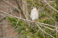 Cooper's Hawk - Accipiter cooperii Royalty Free Stock Photo