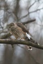 Juvenile Cooper\'s Hawk on Tree Branch Feathers Fluffed Out 2 - Accipiter cooperii