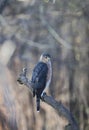 Adult Cooper\'s Hawk Perched on a Big Branch on a Wintry Day 8 - Accipiter cooperii