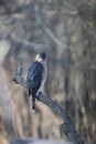 Adult Cooper\'s Hawk Perched on a Big Branch on a Wintry Day 5 - Accipiter cooperii