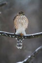 Juvenile Cooper\'s Hawk on Icy Tree Branch 4 - Accipiter cooperii Royalty Free Stock Photo