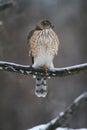 Juvenile Cooper\'s Hawk on Icy Tree Branch 3 - Accipiter cooperii Royalty Free Stock Photo