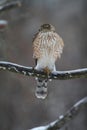 Juvenile Cooper\'s Hawk on Icy Tree Branch - Accipiter cooperii Royalty Free Stock Photo