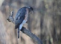 Adult Cooper\'s Hawk Beak Open and Trying to Cough Up Pellet 3 - Accipiter cooperii