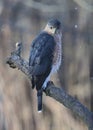 Adult Cooper\'s Hawk Perched on a Big Branch on a Wintry Day 3 - Accipiter cooperii