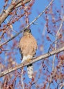 Cooper\'s Hawk (Accipiter cooperii) perched in tree