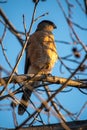 A Cooper\'s Hawk (Accipiter cooperii) sitting in a tree with no leaves, portrait view, in sunset shadows