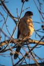 A Cooper\'s Hawk (Accipiter cooperii) sitting in a tree with no leaves, in sunset shadows looking towards the side.