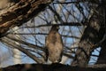 Cooper's hawk (Accipiter cooperii)