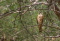 Cooper`s Hawk in Arizona Woods Royalty Free Stock Photo