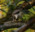 Cooper`s hawk baby feeding on branch Royalty Free Stock Photo