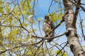 Cooper`s hawk baby resting on branch Royalty Free Stock Photo