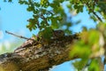 Cooper`s hawk baby resting on branch Royalty Free Stock Photo