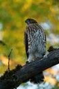 Cooper`s hawk baby resting on branch