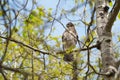 Cooper`s hawk baby resting on branch Royalty Free Stock Photo