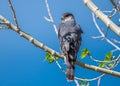 Cooper`s Hawk