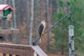Cooper`s Hawk at Bird Feeders