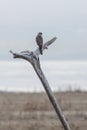 cooper\'s hawk bird