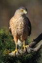 Cooper`s Hawk on Branch, Adult II