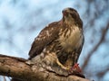 Cooper`s hawk feeding in forest Royalty Free Stock Photo