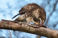 Cooper`s hawk feeding in forest Royalty Free Stock Photo