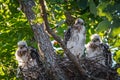 Cooper's Hawk Chicks Royalty Free Stock Photo