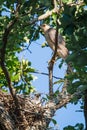 Cooper's Hawk With Chicks Royalty Free Stock Photo