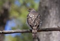 A Cooper`s Hawk closeup perched on a log in the forest