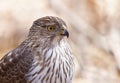 A Cooper`s Hawk closeup perched on a log in the forest