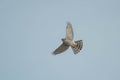 Cooper's Hawk - Accipiter cooperii Royalty Free Stock Photo