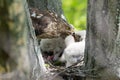 Cooper-s hawk feeding chicks Royalty Free Stock Photo