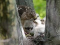 Cooper-s hawk feeding chicks Royalty Free Stock Photo