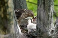 Cooper-s hawk feeding chicks Royalty Free Stock Photo
