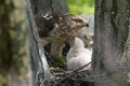 Cooper-s hawk feeding chicks Royalty Free Stock Photo