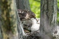 Cooper-s hawk feeding chicks Royalty Free Stock Photo