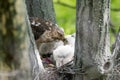 Cooper-s hawk feeding chicks Royalty Free Stock Photo