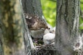 Cooper-s hawk feeding chicks Royalty Free Stock Photo