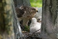 Cooper-s hawk feeding chicks Royalty Free Stock Photo