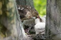 Cooper-s hawk feeding chicks Royalty Free Stock Photo