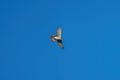 Cooper`s hawk flying in the sky Royalty Free Stock Photo